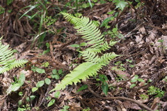 Polystichum tripteron