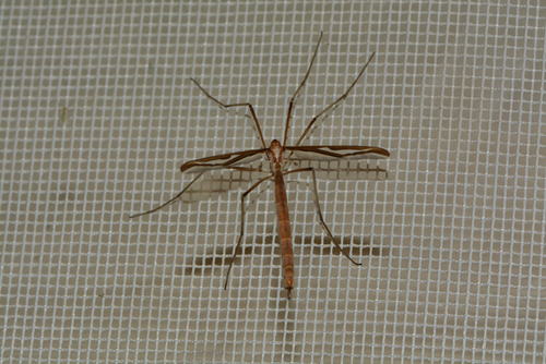 iNaturalist observation photo of Pedicia