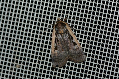 iNaturalist observation photo of Butterflies and Moths