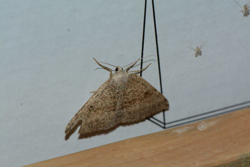 iNaturalist observation photo of Butterflies and Moths