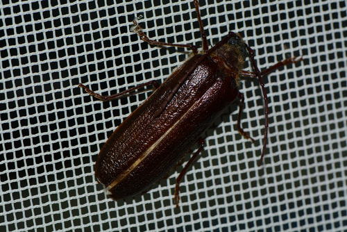 iNaturalist observation photo of Hairy Pine Borer