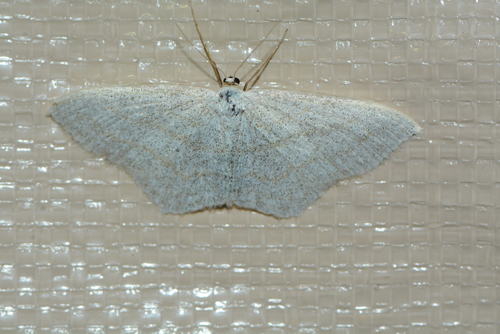 iNaturalist observation photo of Geometer Moths