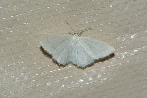 iNaturalist observation photo of Geometrid and Swallowtail Moths