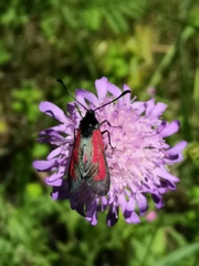 Zygaena purpuralis