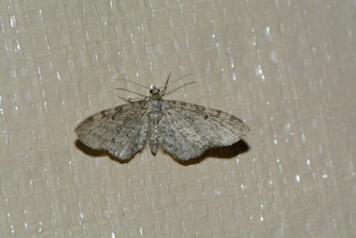 iNaturalist observation photo of Geometer Moths
