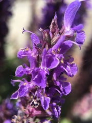 Salvia nemorosa