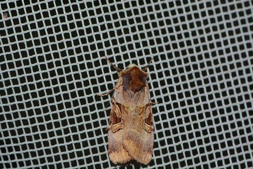 iNaturalist observation photo of Ruby Dart