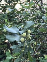 Styrax
