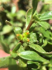 Portulaca oleracea