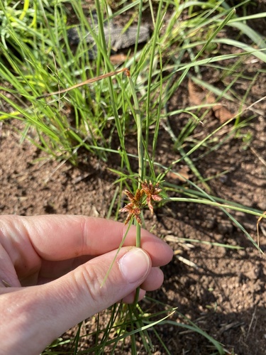 Image of Cyperus rupestris by (c) Sunčana Bradley, some rights reserved (CC BY)