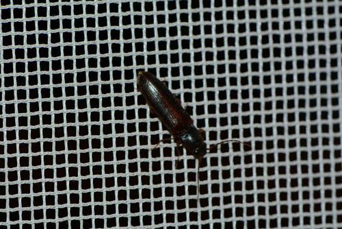iNaturalist observation photo of Click Beetles