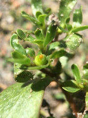 Portulaca oleracea