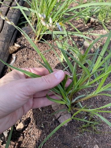 Image of Chlorophytum saundersiae by (c) Sunčana Bradley, some rights reserved (CC BY)