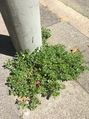 Portulaca oleracea