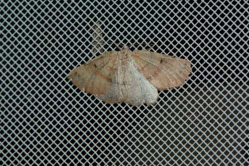 iNaturalist observation photo of Butterflies and Moths