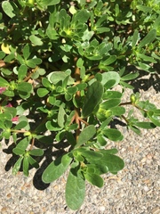 Portulaca oleracea