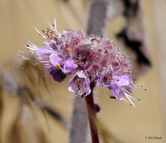 Phacelia californica