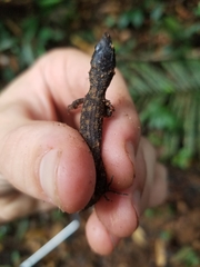 Lepidophyma flavimaculatum