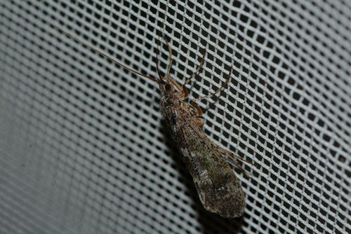 iNaturalist observation photo of Lenarchus