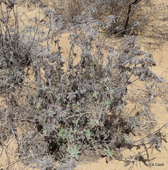 Phacelia californica