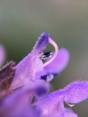 Salvia
