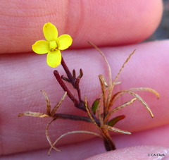 Camissonia strigulosa