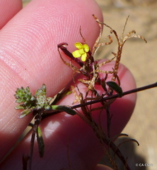 Camissonia strigulosa