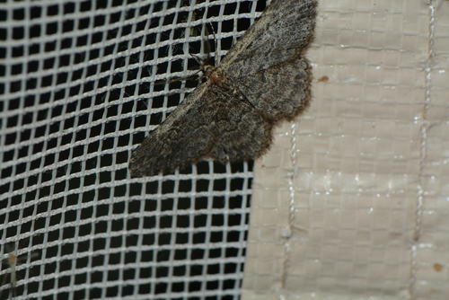 iNaturalist observation photo of Butterflies and Moths