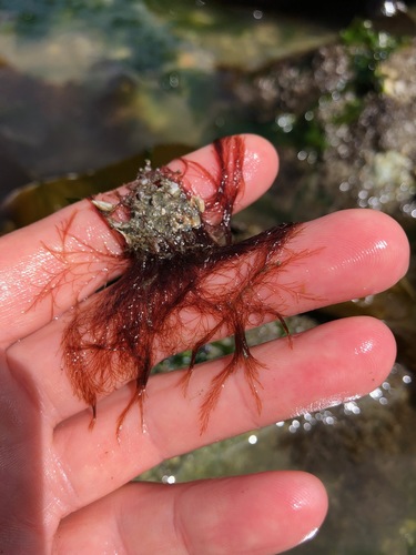 Polysiphonia paniculata observed 2019-06-04