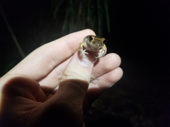 Leptodactylus fragilis