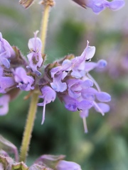 Salvia