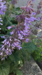 Salvia