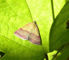 Phytometra viridaria