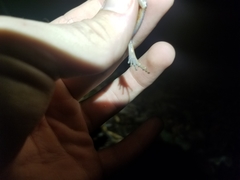 Leptodactylus fragilis