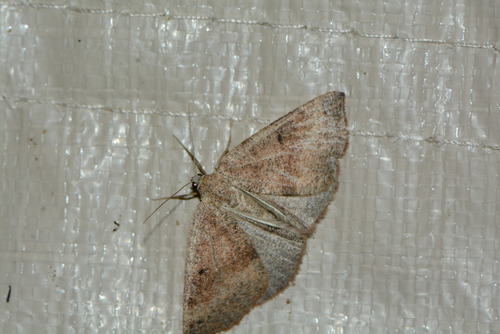 iNaturalist observation photo of Butterflies and Moths
