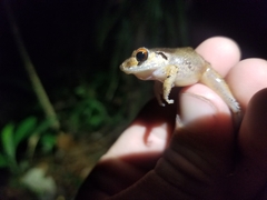 Leptodactylus fragilis