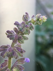 Salvia