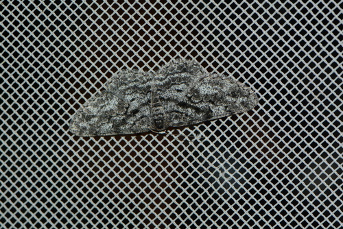 iNaturalist observation photo of Ennominae