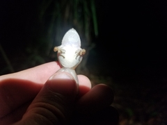 Leptodactylus fragilis