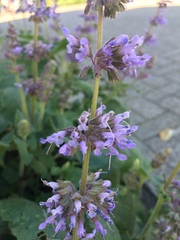 Salvia