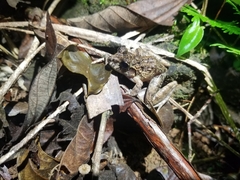 Leptodactylus fragilis