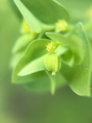 Euphorbia peplus