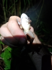 Leptodactylus fragilis