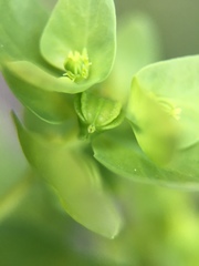 Euphorbia peplus