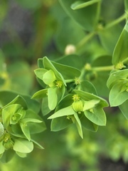 Euphorbia peplus