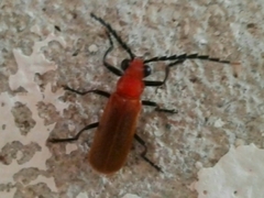 Polemiosilis grandiceps