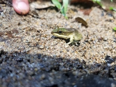 Lithobates juliani