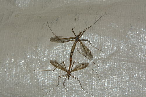 iNaturalist observation photo of Common Crane Flies
