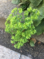 Euphorbia peplus