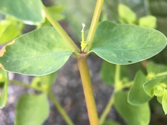 Euphorbia peplus